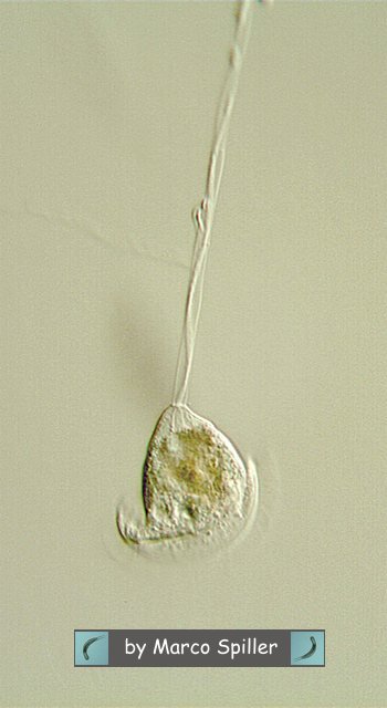 Vorticella.....e se fosse 
